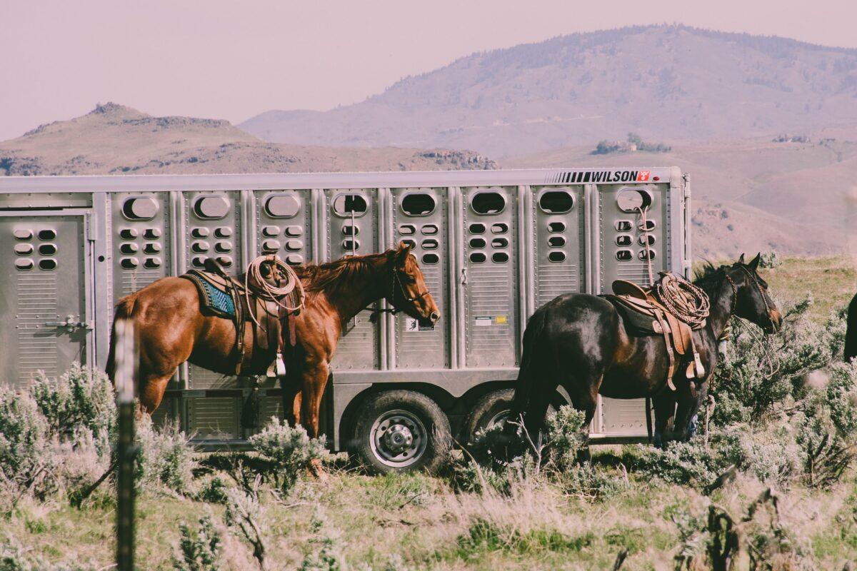 used horse float